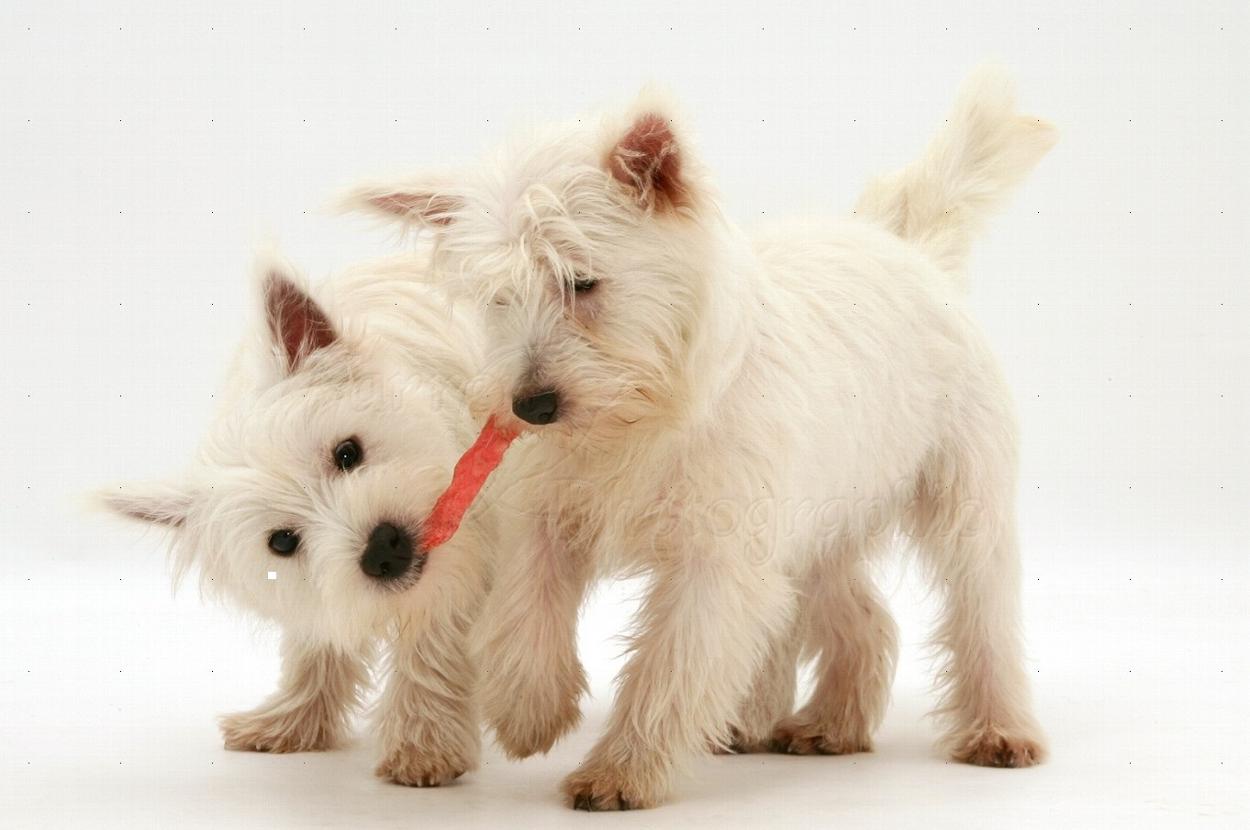 The Best Toys For Westies