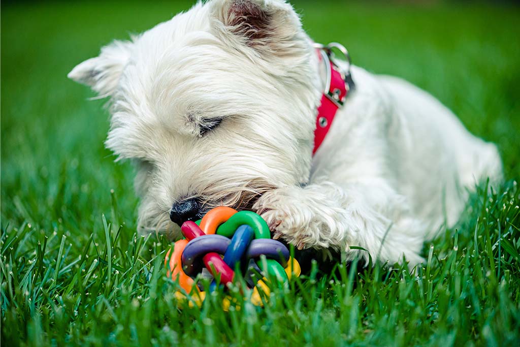 The Best Toys For Westies