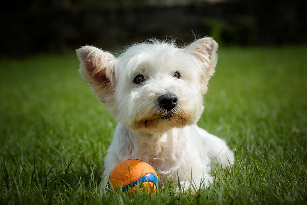 The Best Toys For Westies