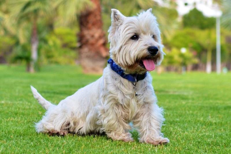 The Best Toys For Westies