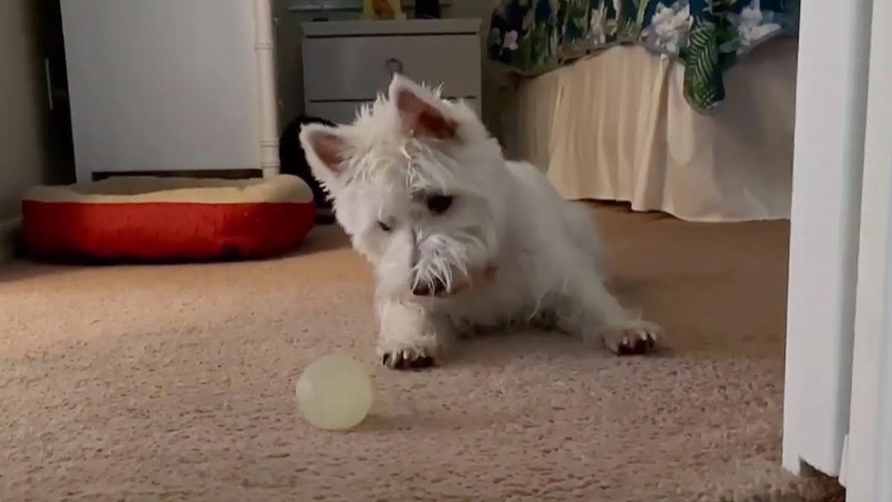 The Best Toys For Westies