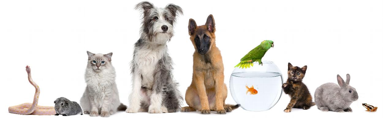 Pet Healthcare Plans in Spain